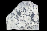 Bolaspidella & Elrathia Trilobite Cluster - Utah #105515-1